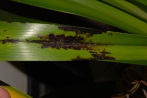 A third ash damaged cymbidium leaf